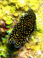 8 Leopard Flatworm IMG 4052IMG 4044